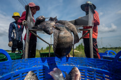 Workers pour live Nile tilapia from a metal sorting tray into plastic baskets during the harvest at an industrial fish farm in Thailand.