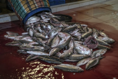 Dead milkfish mixed with blood and water spill out of a transport barrel onto the tiled floor of a sorting area at a warehouse in Indonesia.