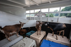 Goats being evacuated from the White Rock Lake fire evacuation areas.