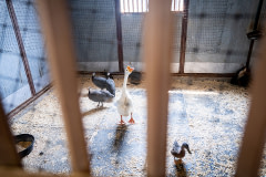 A goose waddles within safety at Saureel Vineyard, which opened it's ranch and farm to livestock evacuated from the Caldor Fire.