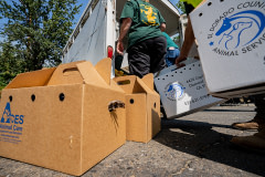 Animal Control crews rescue dozens of chickens from Caldor Fire evacuated areas .