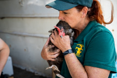 Noelle Paulsen, a volunteer with Solano Community Animal Response Team, kisses a rescued chicken from the Caldor Fire.