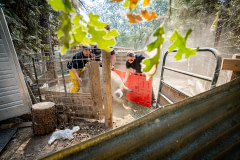 Local & neighboring county animal control officers try to coerce a 600 pound male pig into a stock trailer and out of immediate danger within the active fire zone of the Caldor Fire.