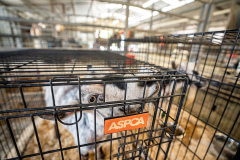 Evacuated goats within safety at Saureel Vineyard, which opened its ranch and farm to livestock evacuated from the Caldor Fire.