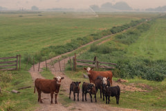 Cattle graze in smoky conditions from the White Rock Lake fire. Much of BC has been under air quality warnings for weeks due to heavy smoke from local fires.