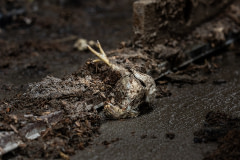 A young chicken lays amidst debris from the receding floodwaters, one of the many thousands of casualties of the BC floods.