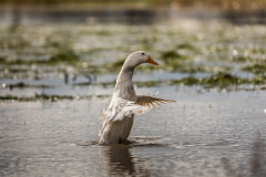 A duck plays in the water covering what used to be a farmer's field in BC's Sumas Prairie after the area was flooded.
