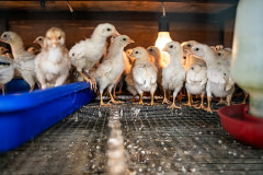 A group of ducklings confined to a small wire cage at a duck egg farm. Indonesia, 2021. Haig / Act for Farmed Animals / We Animals