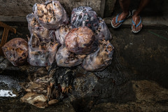 Bags of duck meat are packaged and placed right next to live chickens and ducks who are moments away from being slaughtered. Indonesia, 2021. Haig / Act for Farmed Animals / We Animals