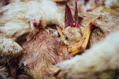 A close-up view of a dead Pekin duck in a dumpster a few hundred meters from a Brome Lake Ducks facility in Racine, Quebec.