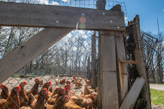 A small, curious backyard flock of laying hens. The farmer stated that if H5N1 were to reach his flock, he would follow regulations and kill them, and then simply be without hens for a while, replacing them when it was safe to do so.