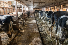 At this farm, calves and young Holstein and Jersey cows who are slated for life in the dairy industry live indoors all winter, chained by their necks. Between the months of November to April or May, they are only able to stand up and lie down.