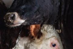 At this farm, calves and young cows who are slated for life in the dairy industry live indoors all winter, chained by their necks. Between the months of November to April or May, they are only able to stand up and lie down.