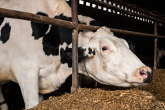An inquisitive Holstein cow, indoors at a dairy farm in Vermont.