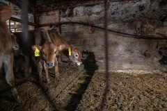 Six Jersey calves who were rescued from a barn fire were brought to this holding pen at a nearby farm.