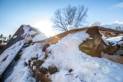One of the 130 Jersey cows who perished in the fire that engulfed the Percy farm in Stowe, Vermont.