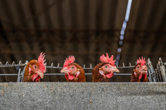Four twenty-week-old hens poke their heads over the top of a row of battery cages at an industrial egg production farm.