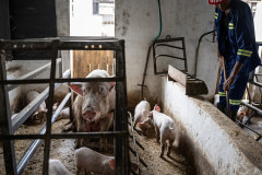 On an intensive pig farm, a sow sits in a farrowing crate with her piglets nearby as a worker cleans the neighbouring pen.