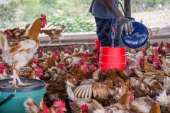 A farm worker fills large food dispensers with feed in a crowded barn holding 1,200 visibly balding floor-raised hens used for egg production. The birds clamber and crowd around him to eat.