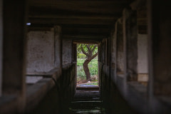 On an industrial pig farm, a tree grows at the end of a corridor that runs through the centre of a long barn. Over 700 pigs are kept at this facility.