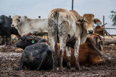 A young male bovine looks back towards the camera from inside an enclosure at a fattening yard, also known as an Animal Feeding Operation (AFO). Penned bulls, steers, and oxen live here for approximately 90 days, where they are intensively fed and gain about 300 kilograms of weight before the yard sends them to slaughter. The animals live in their own filth, sleeping in groups amid mud and feces, which in some places is knee-deep, and they have no shelter from the elements.