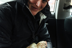 Photojournalist Kelly Guerin gently cradles a chicken pulled from a crate of dead and dying birds left on a street outside a butcher shop. USA 2022. Victoria de Martigny / We Animals