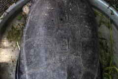 An endangered tortoise at the Thanh Hoa Bird Market, which is an exotic animal market in Vietnam. This tortoise was being sold for $200.