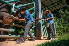 A member of the staff at The Golden Triangle Asian Elephant Foundation performs target training and foot care on one of the 22 elephants in their care.
