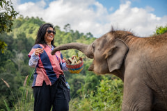 Resident elephants at Elephant Freedom Village interact with the first international tourists from the UK to visit since the re-opening of Thailand in November 2021.