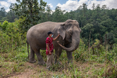 Elephant keeper Dodekho Saono, walks with 52-year-old Mae Beepoh as they they take their first international visitors in over a year for a walk through the Elephant Freedom Village community forest.