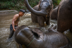 Papas Nukaew, a Karen elephant keeper, washes elephants with international tourists from the UK in the river that runs through the Elephant Freedom Village community forest.