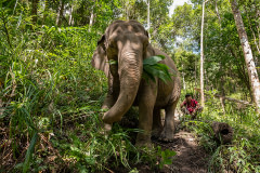 52-year-old Mae Beepoh eats grass from the community forest at Elephant Freedom Village in northern Thailand.As COVID devastated Thailand's tourist industry, thousands of elephants typically forced to work in the tourism industry in Thailand are now not working due to the COVID-19 pandemic, with their owners struggling to feed and maintain them. The EFV community forest model has emerged as a sustainable alternative for co-existence and is proving to be popular with international tourists who want to learn more about Karen elephant culture and experience elephants in their natural environment without the abuse and exploitation that often occurs at traditional tourist camps.