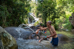 Teerapong Sakdamrongsri (Non Chai), the founder and owner of Elephant Freedom Village, washes the resident elephants with his staff.