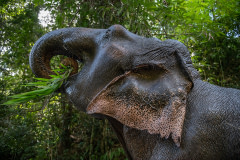 52-year-old Mae Beepoh eats bamboo from the community forest at Elephant Freedom Village in northern Thailand.As COVID devastated Thailand's tourist industry, thousands of elephants typically forced to work in the tourism industry in Thailand are now not working due to the COVID-19 pandemic, with their owners struggling to feed and maintain them. The EFV community forest model has emerged as a sustainable alternative for co-existence and is proving to be popular with international tourists who want to learn more about Karen elephant culture and experience elephants in their natural environment without the abuse and exploitation that often occurs at traditional tourist camps.