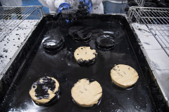 Staff at Miyoko's Creamery coat a cheese in ash to make their Aged Black Ash Cashew Milk cheese.