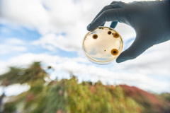 A Petri dish containing TurtleTree's growing microbial colonies.