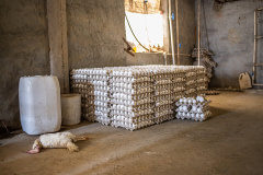 On an Indian egg production farm, the dead body of an egg-laying hen lies on the floor next to crates filled with eggs waiting to be loaded for transport. During the summer, as the temperature routinely surpasses 40°C, hen deaths due to heat exhaustion are routine. Though the deaths increase a farm's mortality rate, it has little impact on these mid-size farms that contain 8,000 to 15,000 adult egg-laying hens.