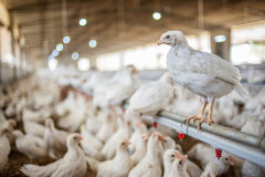 Young chickens perch on a water dispenser inside a crowded shed on an Indian egg production farm. As the temperature rises in the summer months, frequently surpassing 40°C, the chicks crowd around the water dispensers. To drink, the chicks peck to apply pressure to a dispenser that discharges a few drops of water at a time.