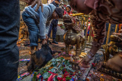 A goat in his last moments before being sacrificed at the temple.