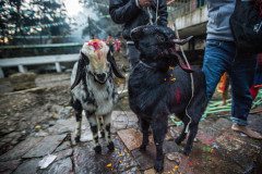 Goats being annointed before slaughter.