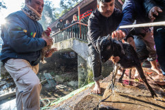 Animals being washed before sacrifice.