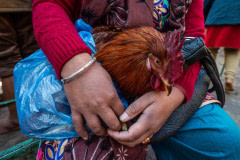 In line for religious slaughter at Dakshinkali temple. Nepal, 2017.