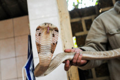 A snake market in Hanoi.