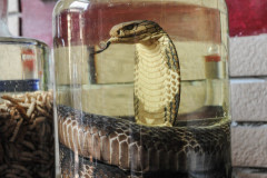 A snake market in Hanoi.