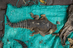 The body of a sungazer at a muti market. South Africa, 2016.