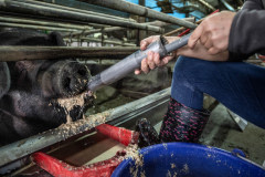 Pigs of God are fattened for competition. The heaviest pigs, sometimes weighing over one tonne, fetch monetary prizes for their owners.