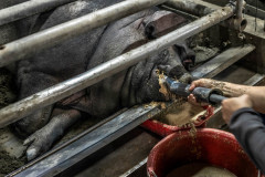 Pigs of God are fattened for competition. The heaviest pigs, sometimes weighing over one tonne, fetch monetary prizes for their owners.