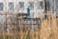 A worker wearing a biohazard suit on a Polish industrial chicken farm shovels dead chickens killed in a mass culling operation into a large transport container. Poland, 2021. Andrew Skowron / We Animals