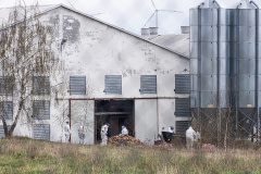 Workers wearing biohazard suits on a Polish industrial chicken farm remove from a barn and pile up large quantities of dead chickens killed in a mass culling operation. Poland, 2021. Andrew Skowron / We Animals