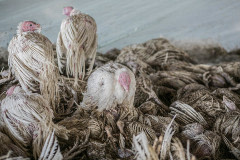 After being covered by firefighting foam, a drenched turkey huddles with several others atop the dead bodies of birds killed by the foam. Israel, 2016. Glass Walls / We Animals